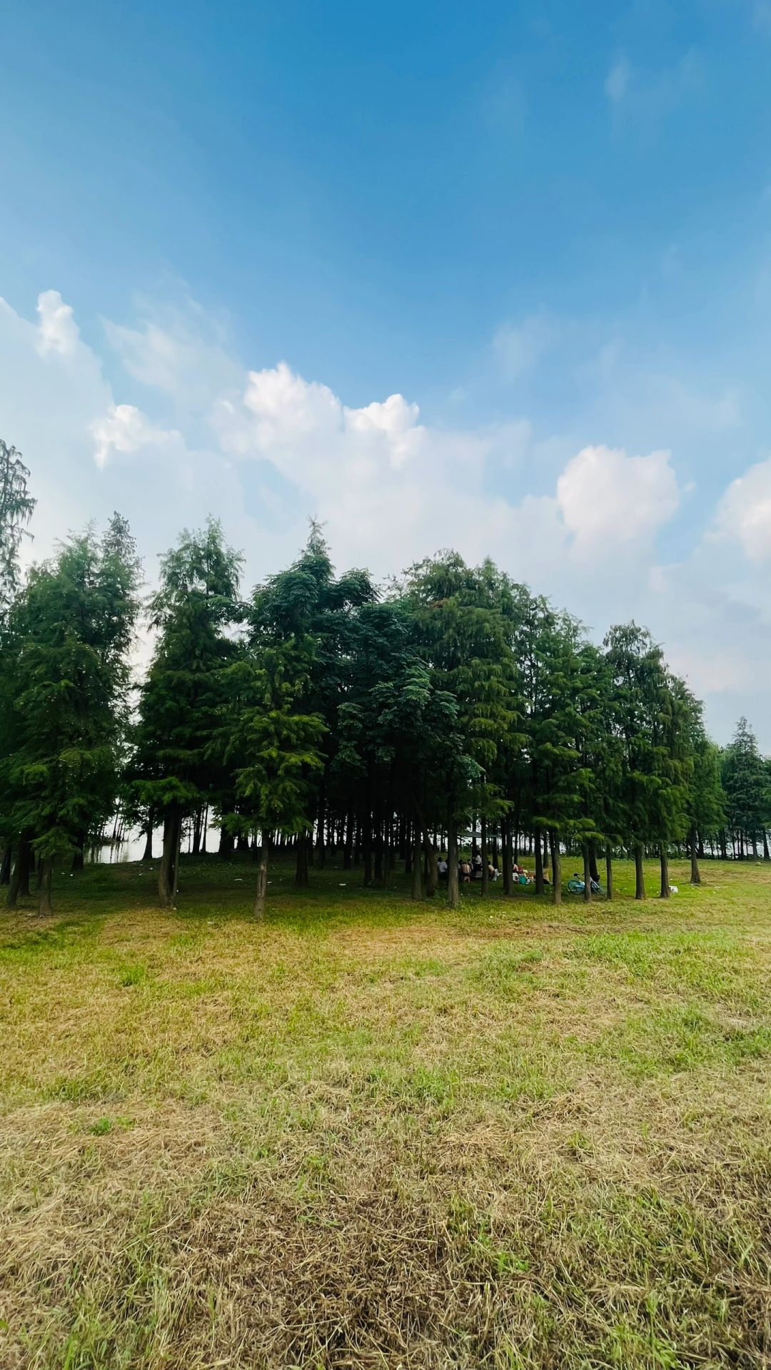 佛山免费湿地大草原营地