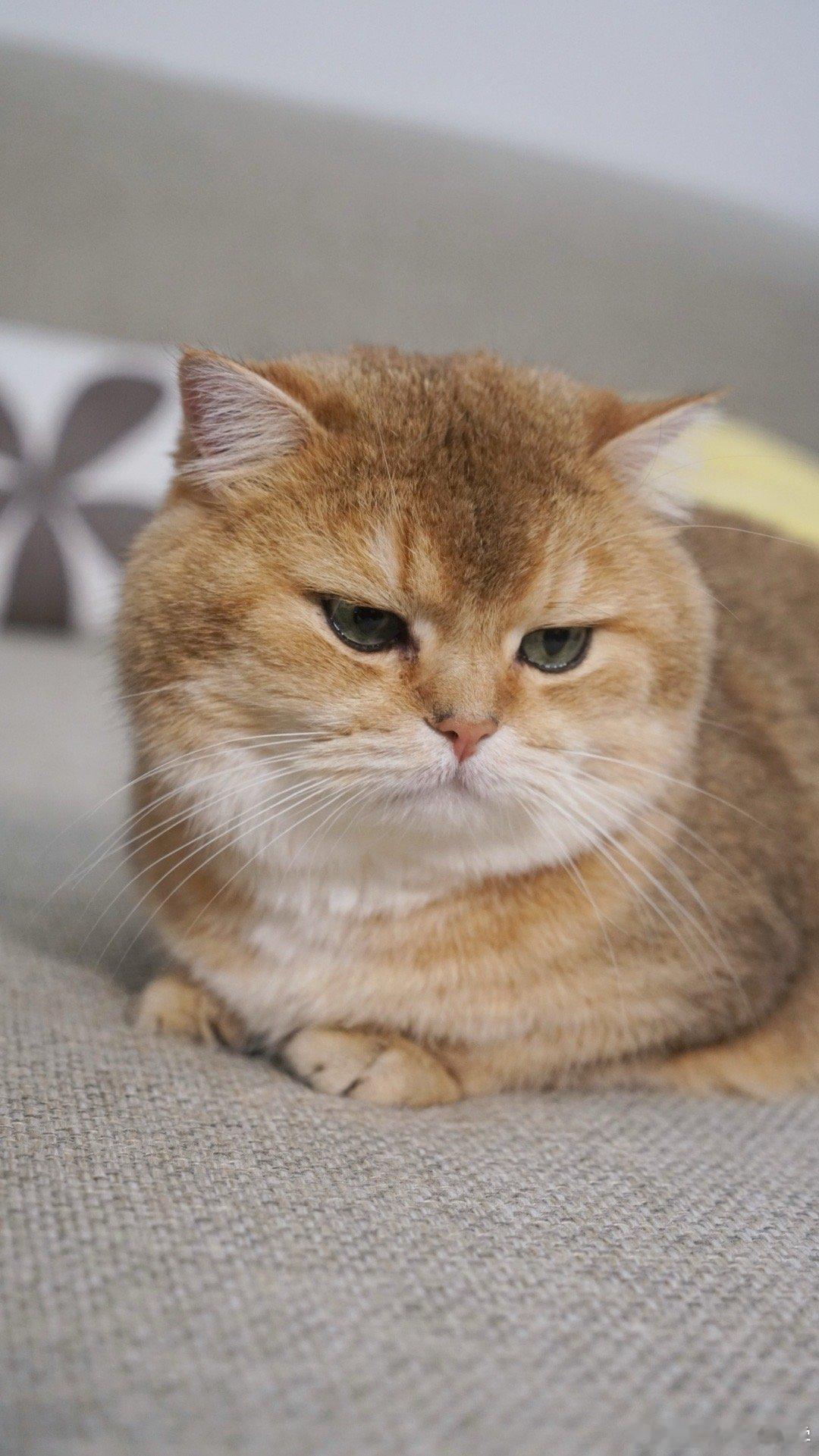 猫咪也有起床气[挖鼻]#萌宠闹新春# ​​​