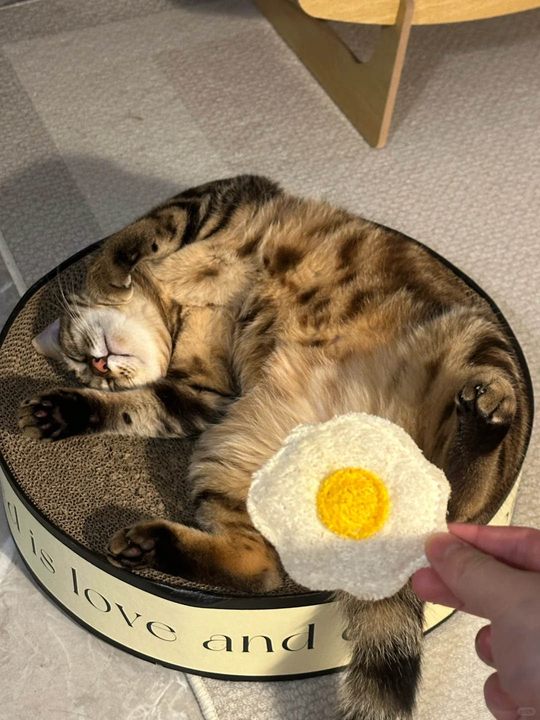 猫咪玩具分享｜用蛋蛋🥚遮住蛋蛋
