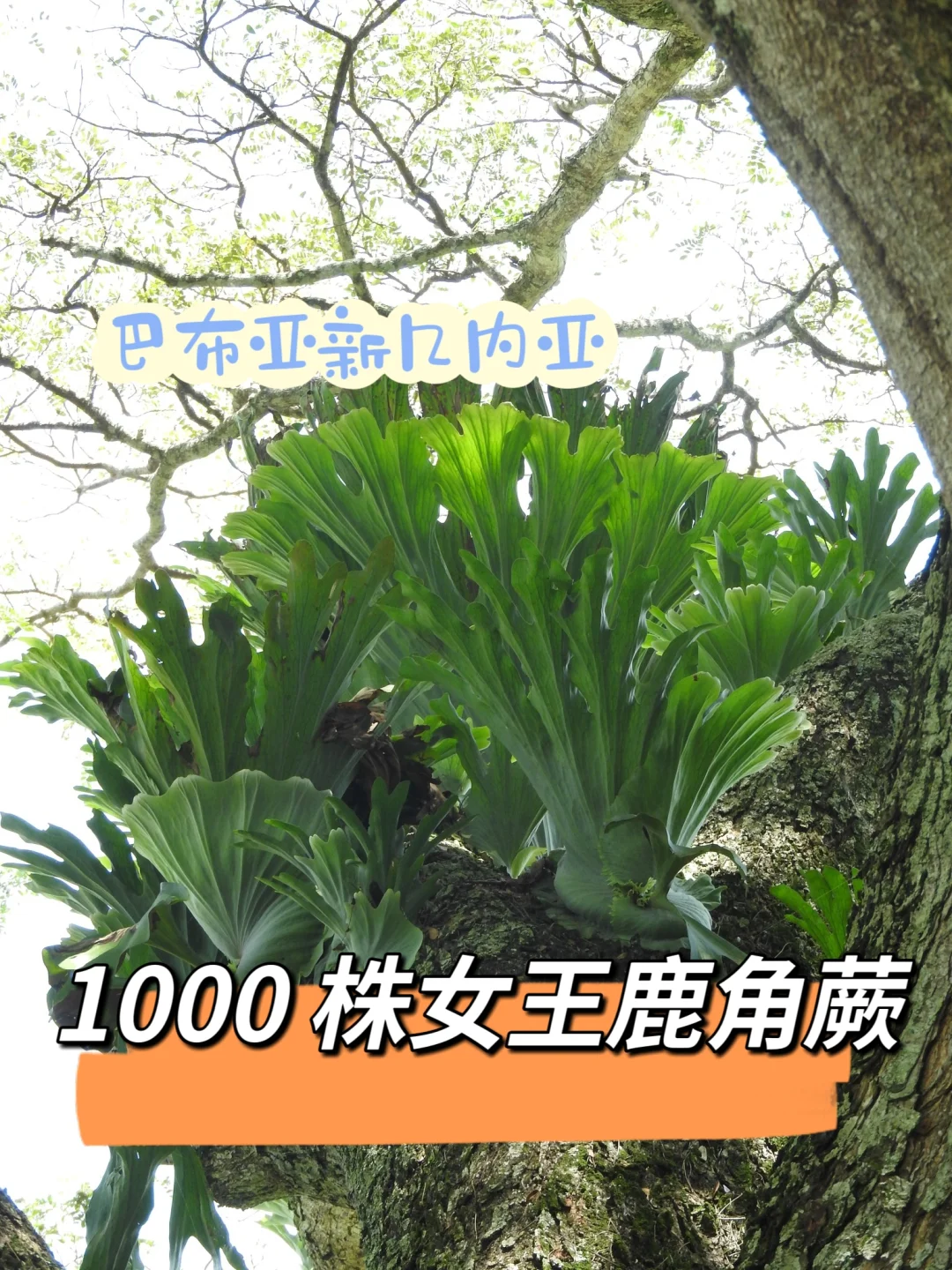 震撼！1000株野生女王鹿角蕨