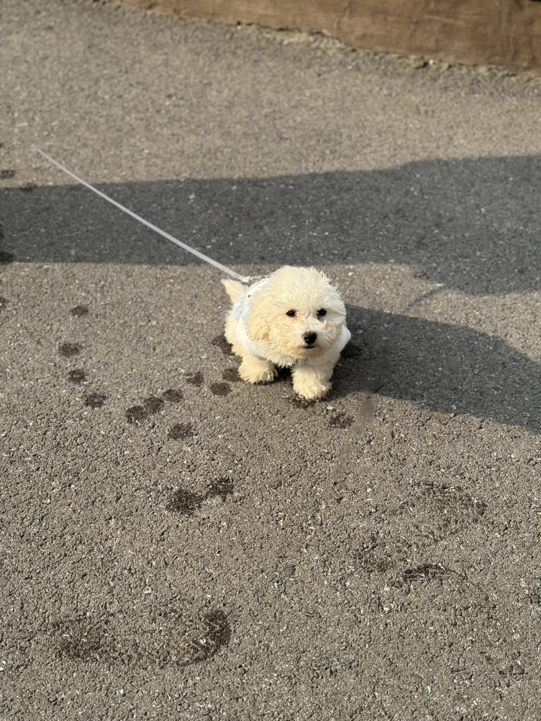 当你的小狗狗奔向你