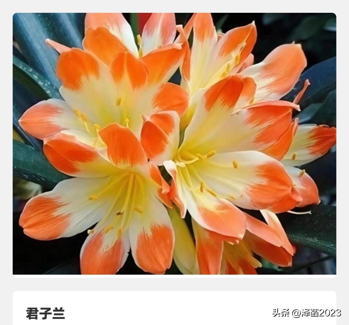 曾红极一时的“绿色黄金”，你
养过吗？
不是兰花，不是牡丹，是一种叶片像剑、花是