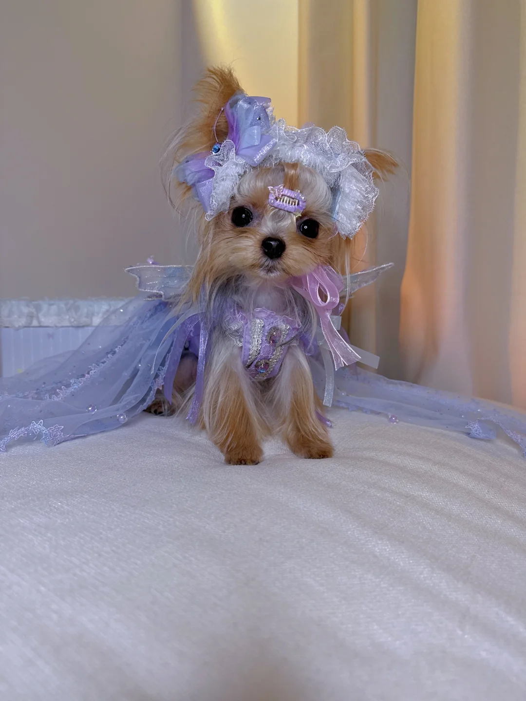 新衣95｜梦幻小福蝶🦋