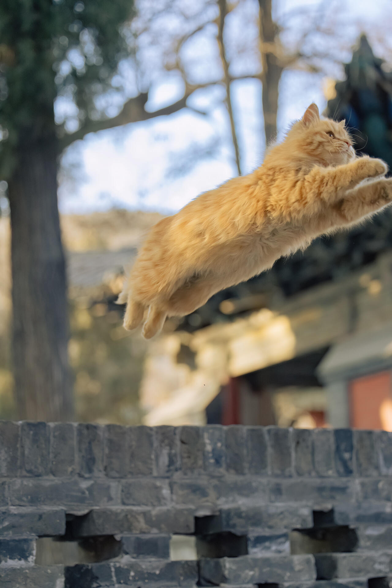 山西古建里，拍到了可爱的飞猫腿飞猫认真可爱，长毛短腿小飞猫就更可爱啦，像一枚蓬松