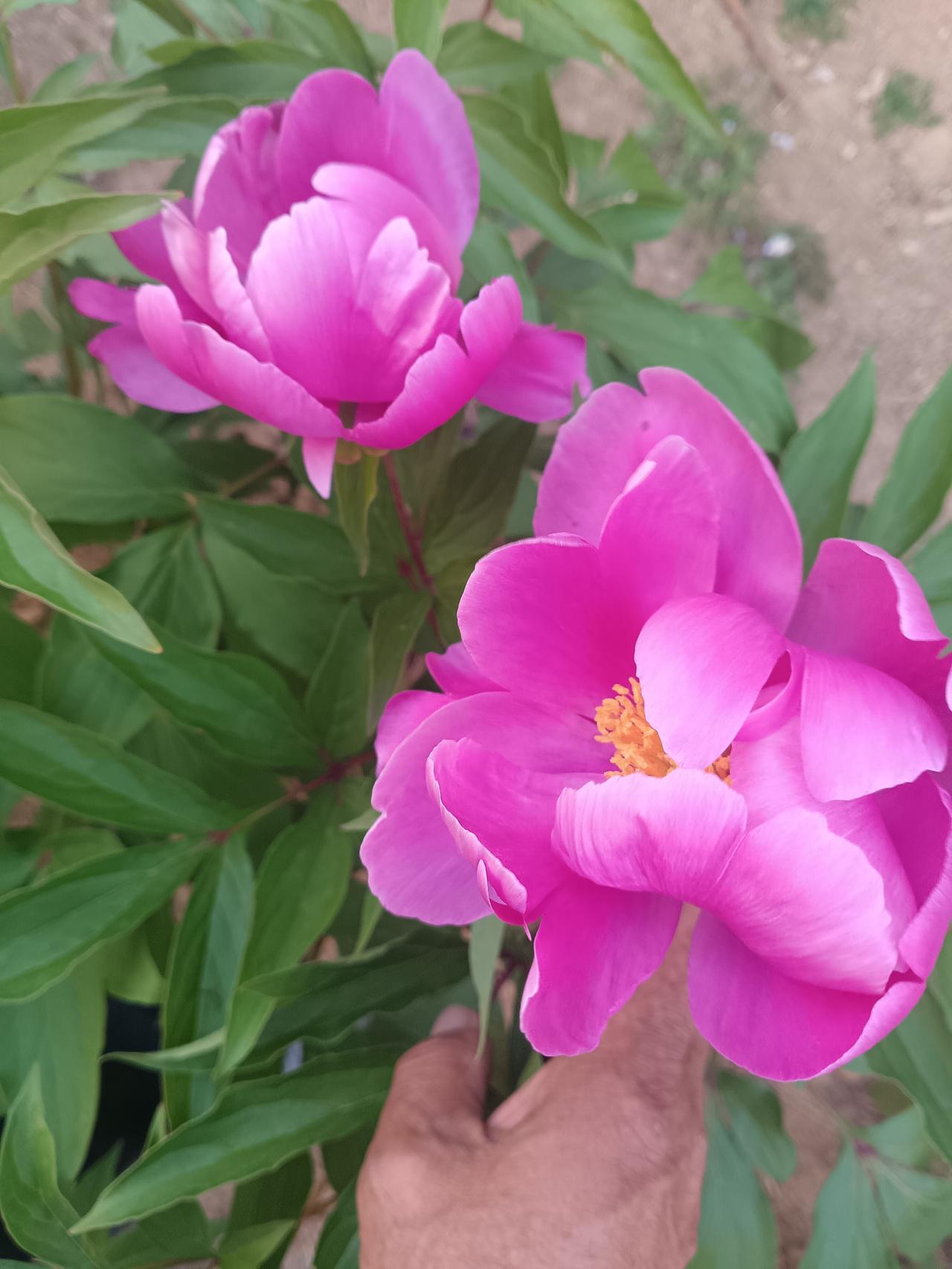 来一组花证明花开正艳两朵艳粉芍药盛放，瓣面莹润如缎，金黄花蕊点缀，衬着翠叶，明艳