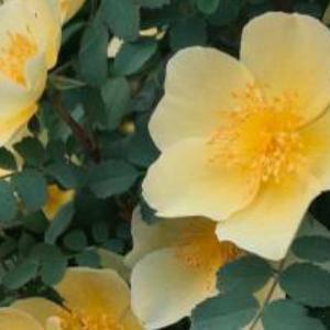 每日一善每日一善 怀着一颗感恩的心，去看待身边的人和事，你将会发现自己是多么幸福