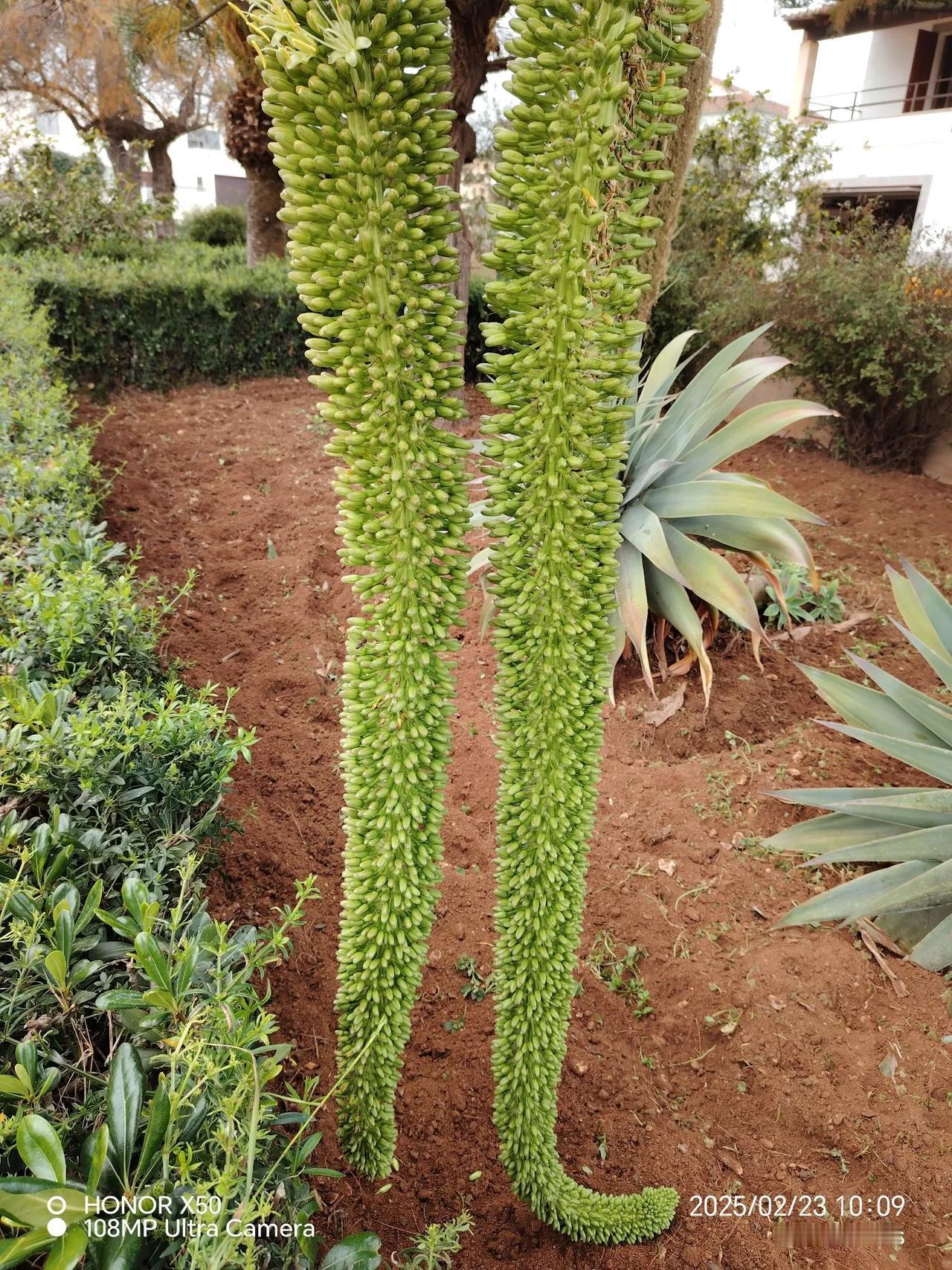 万能生活指南从来没见过这种植物，花径长得和大象鼻子似的，谁能知道它的名字？