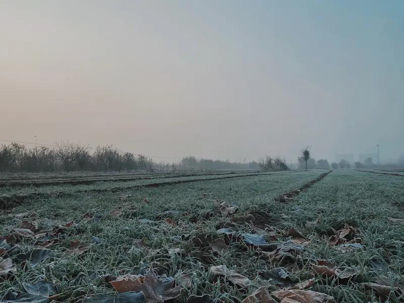 三九晨寒
（一）
三九严寒满地霜，琼花昨夜落何方？
数声鸟语传春讯，万里东风已启