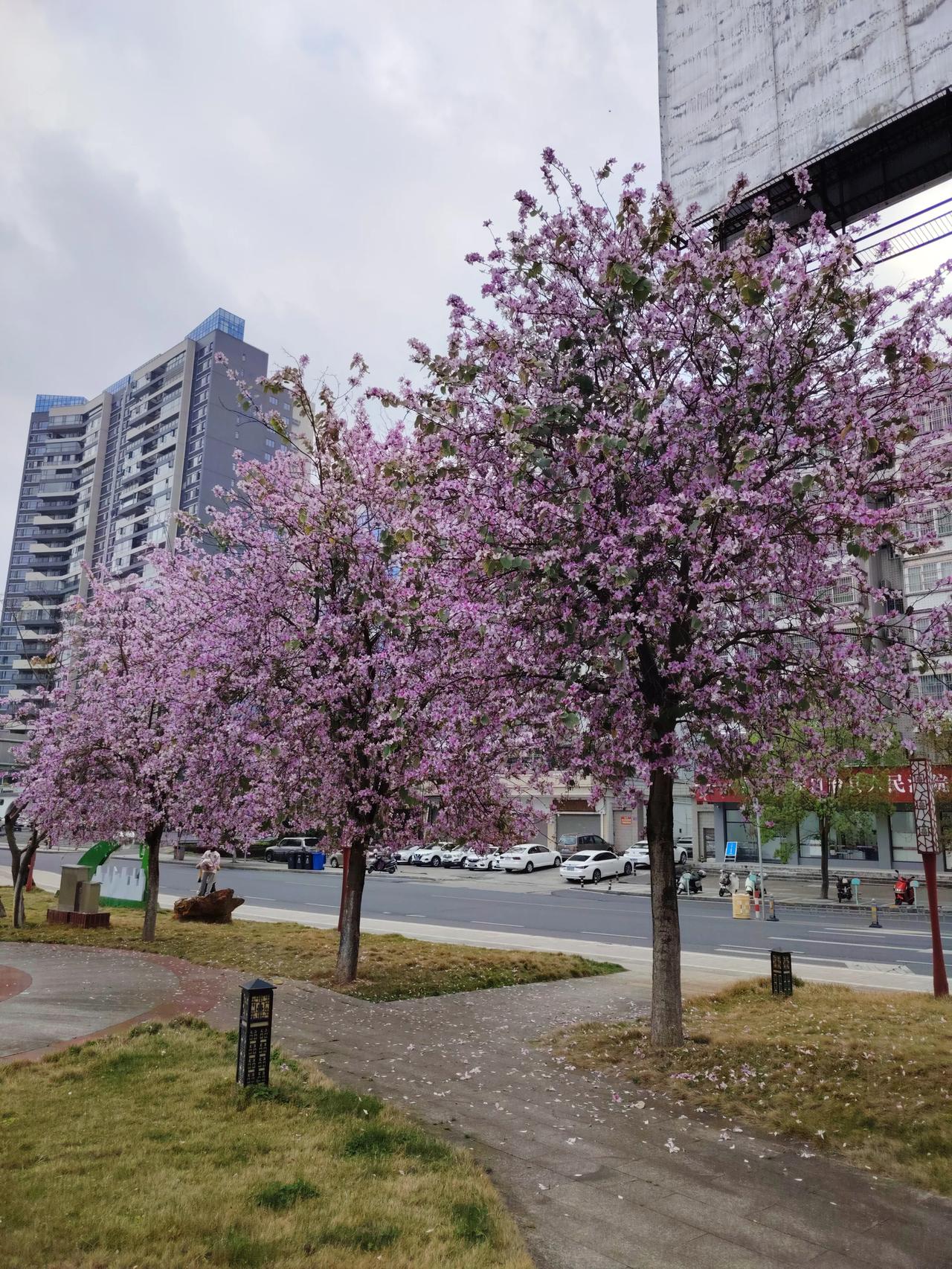 花开花落，岁月如梭。
花开花落，岁月如梭，这话说得一点不假。就像我家院子里那棵老