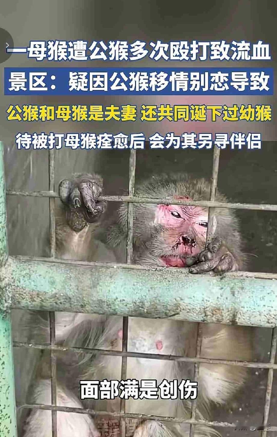 要说论解决感情纠纷，我还真佩服这只母猴子。。[呲牙][赞]
 

猴界一节姐，见