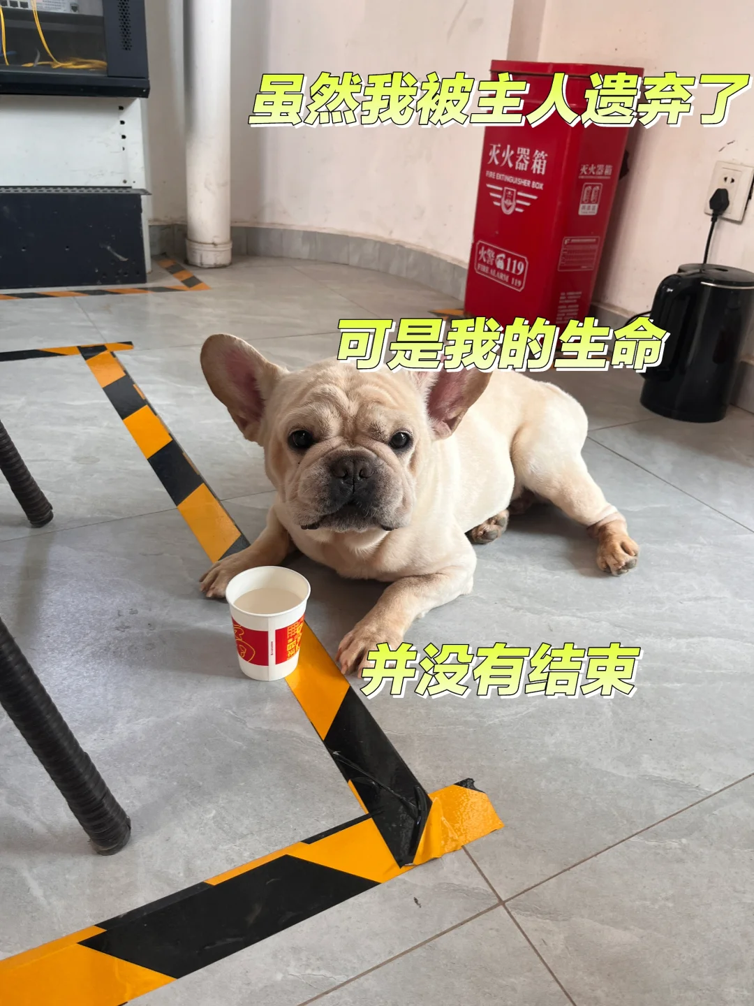 长沙法斗求助