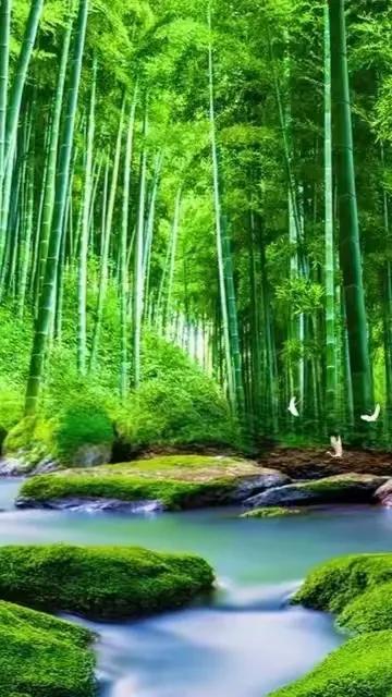 咏荷尽是痴情客，
画竹何多落魄人。
网络图片