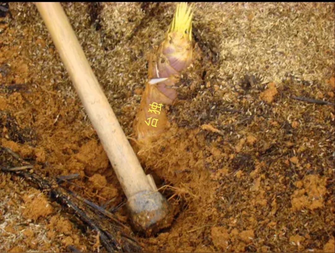 即将到来的和平统一

      两岸肯定是和平统一，有那么几声炮响，都是为庆祝