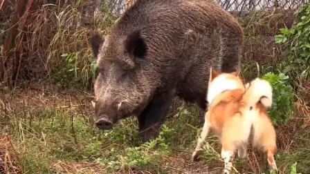 早些年打猎枪械太差，所以都要靠狗把猎物圈过来再打，也叫放狗围。
放狗围都有一只头