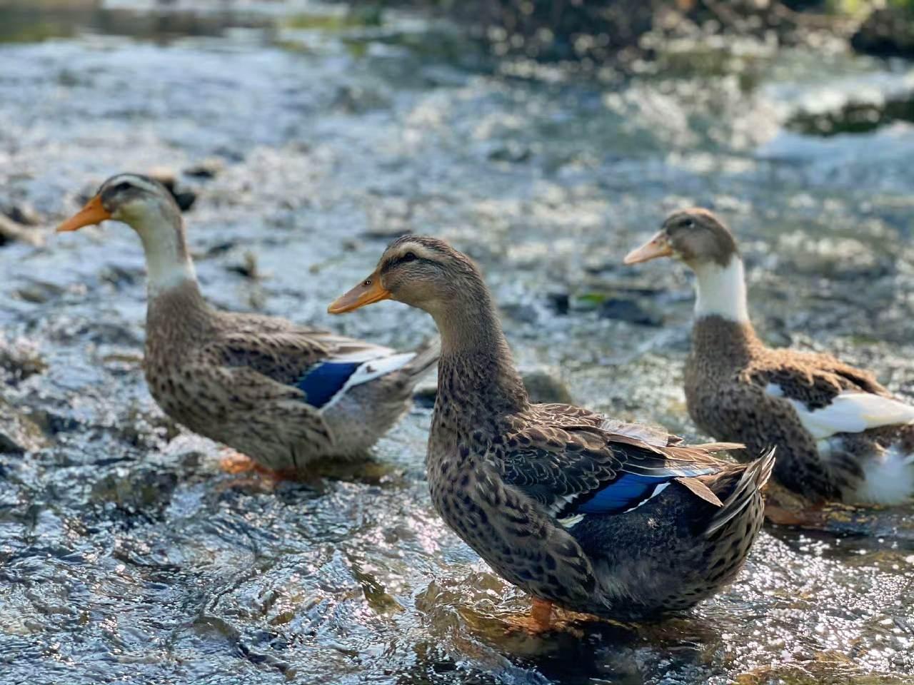 🌊清溪石上鸭先知，蓝羽蘸水碎金漪✨。日子本是细流，它们偏要踱成诗📜。