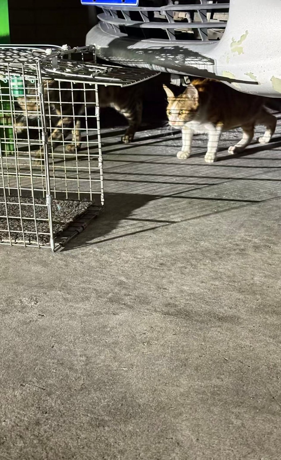 想抓流浪猫豆瓣去绝育，然后就暂时停一停，先修补一下自己，所以晚上出来就带了诱捕笼
