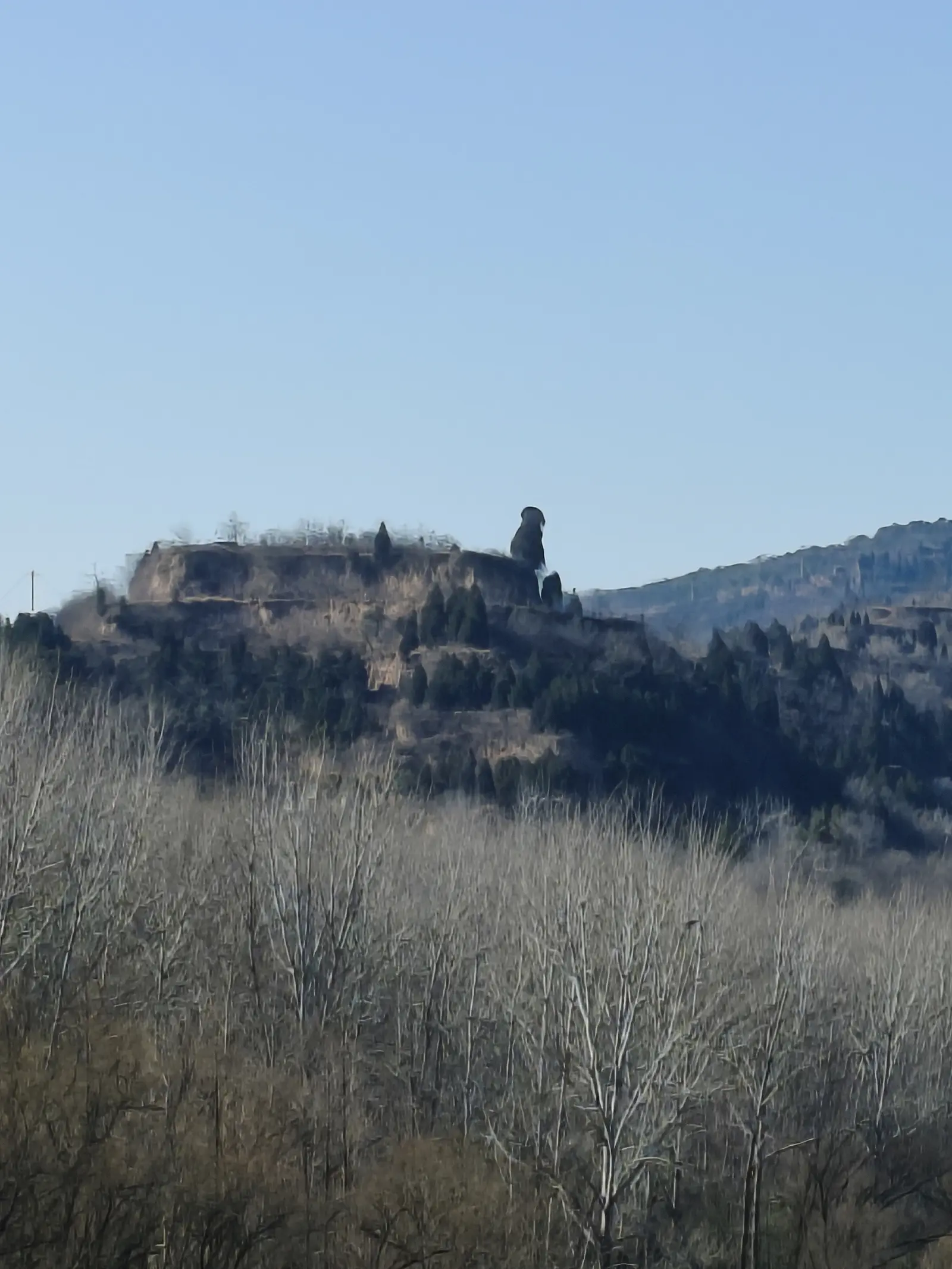 请你来看小浪底大坝河清口的神奇翠柏。我评论了 的作品：天然长成的形象...