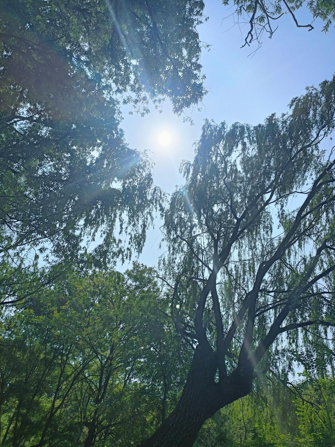 晒晒你拍的树照鞍山的山多，树也多，都有着它们古老的历史和今日的蓬勃发展