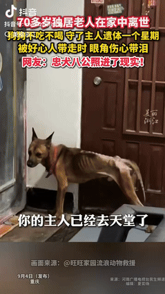 “感动哭了！”重庆一70岁独居老人在家离世后，狗狗不吃不喝，守了主人遗体1个星期