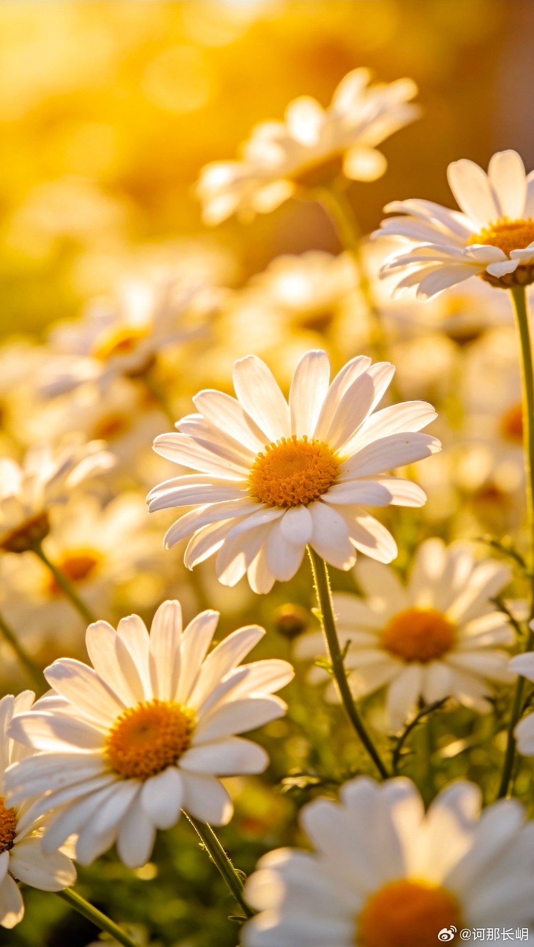 你只管善良，上天自有安排🌼不必急着要结果时间会给你答案保持温柔坚守善良好运自会