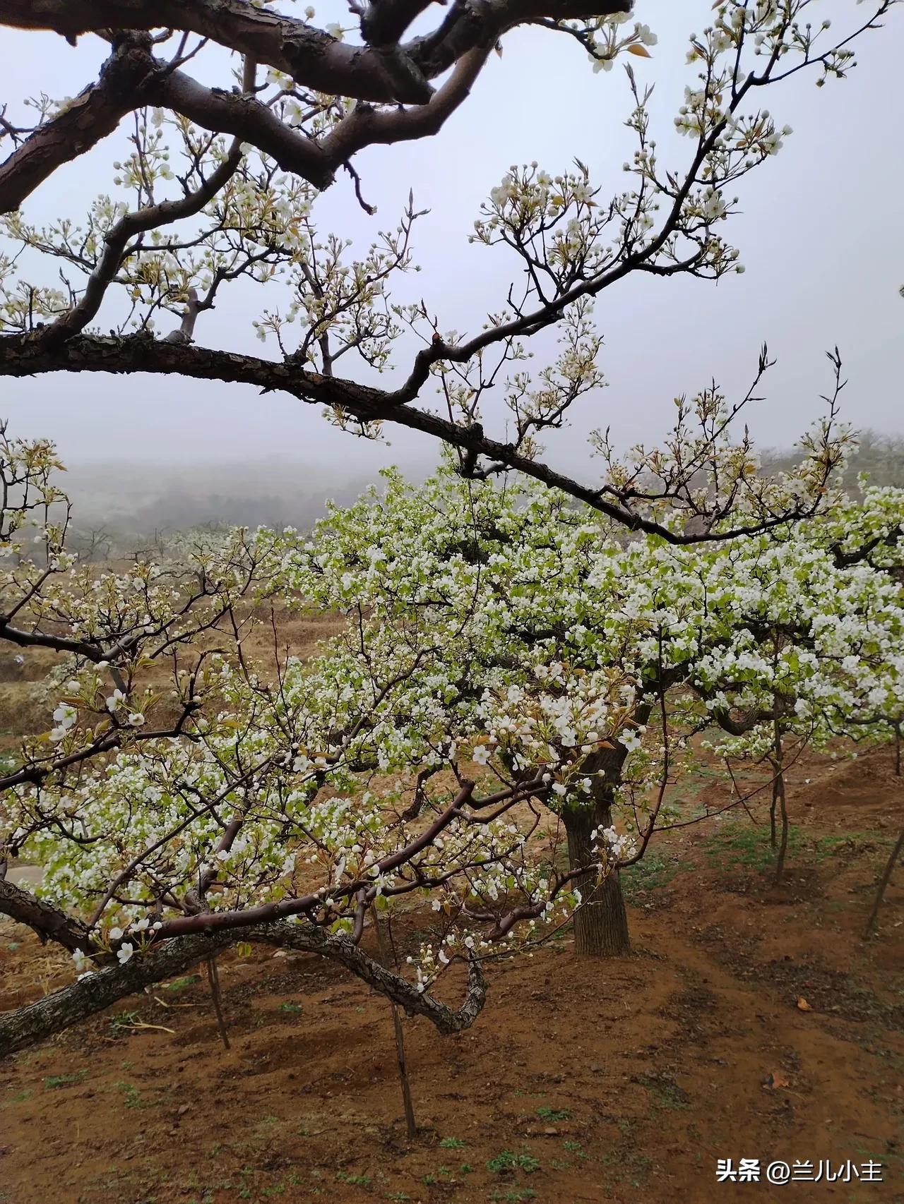 春天要来了，去年四月份梨花就开了。今天竟然出奇的冷，像冬天一样，有点挺不住了。到