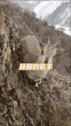 上山采草药时偶遇一只岩羊，但它一直朝我跺脚，这是啥意思呢？