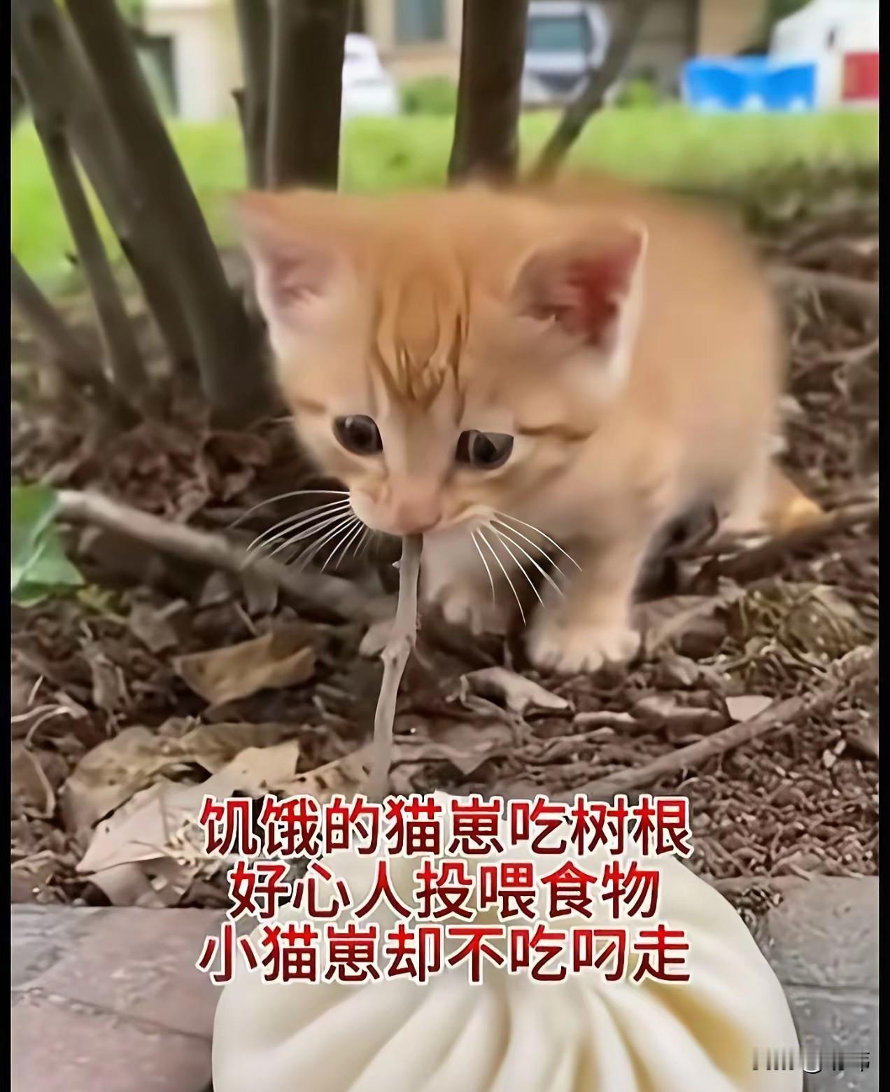 泪目了！这天一位小姐姐一大早卖了早饭准备去公司吃，结果走到附近一块草坪的时候，看