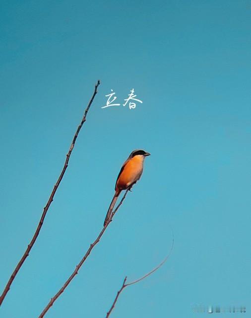 为何说今年立春不一般 今年立春确实不一般，被称为“60 年一遇”，多个难得的节气