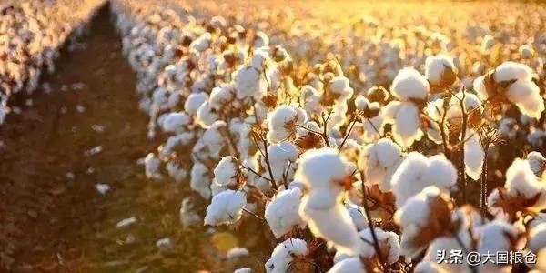 预计澳大利亚2026/27营销年度（MY）的棉花产量将微增至490万包，高于20