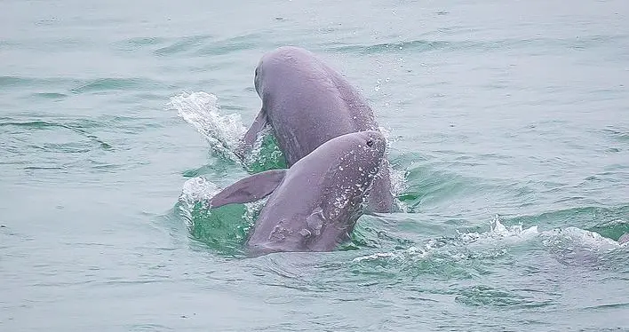长江十年禁渔期中考成绩喜人