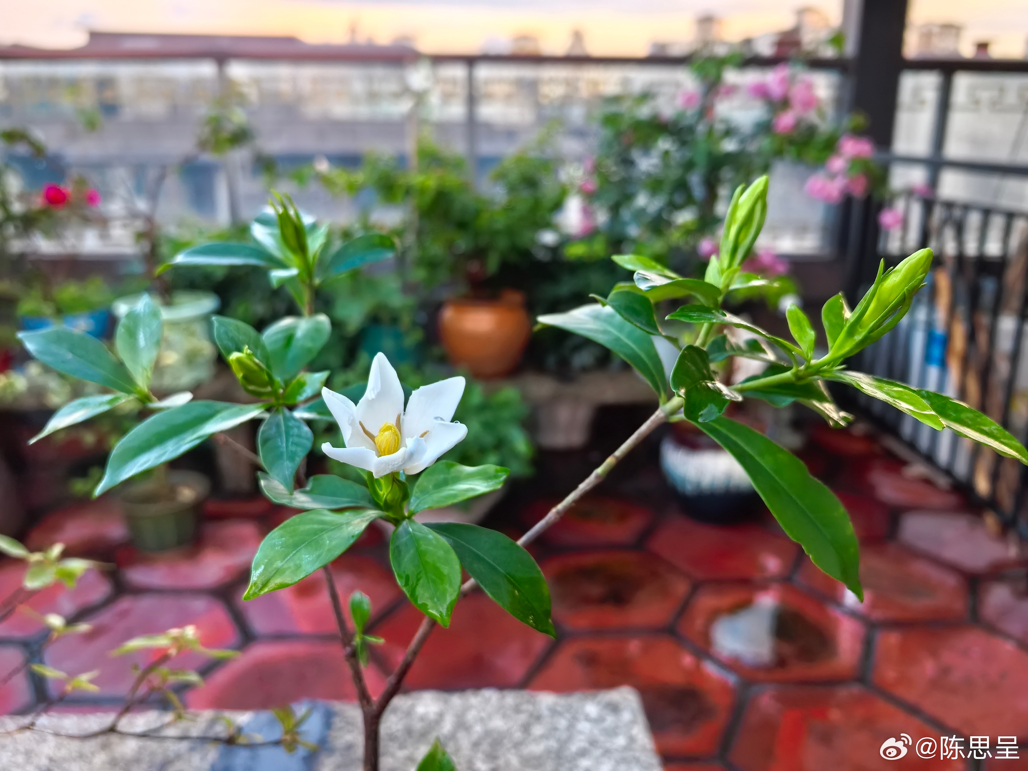 好激动，水横枝开花了 