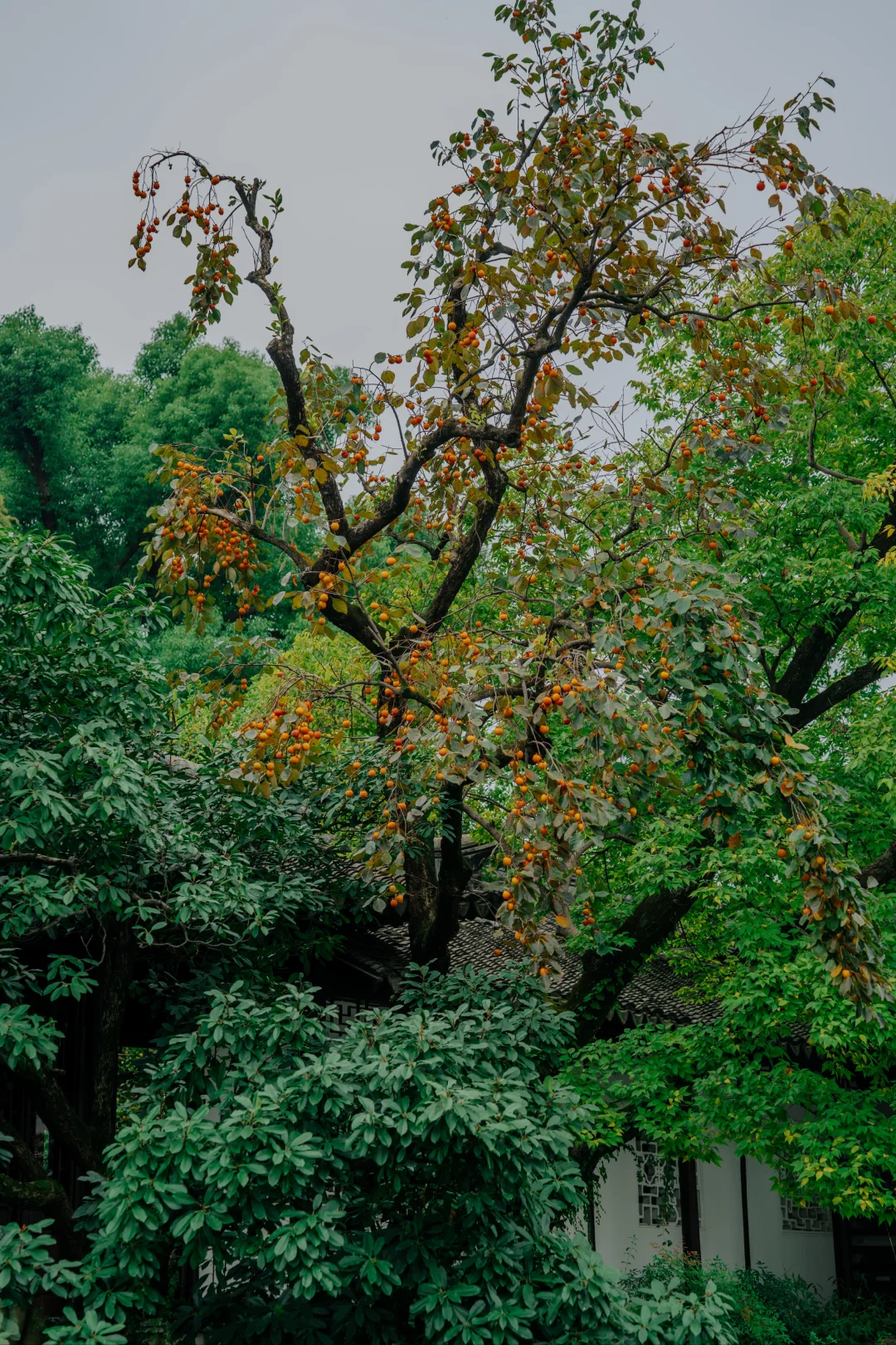 忽然，就想做一棵沧浪亭外的柿子树🍂