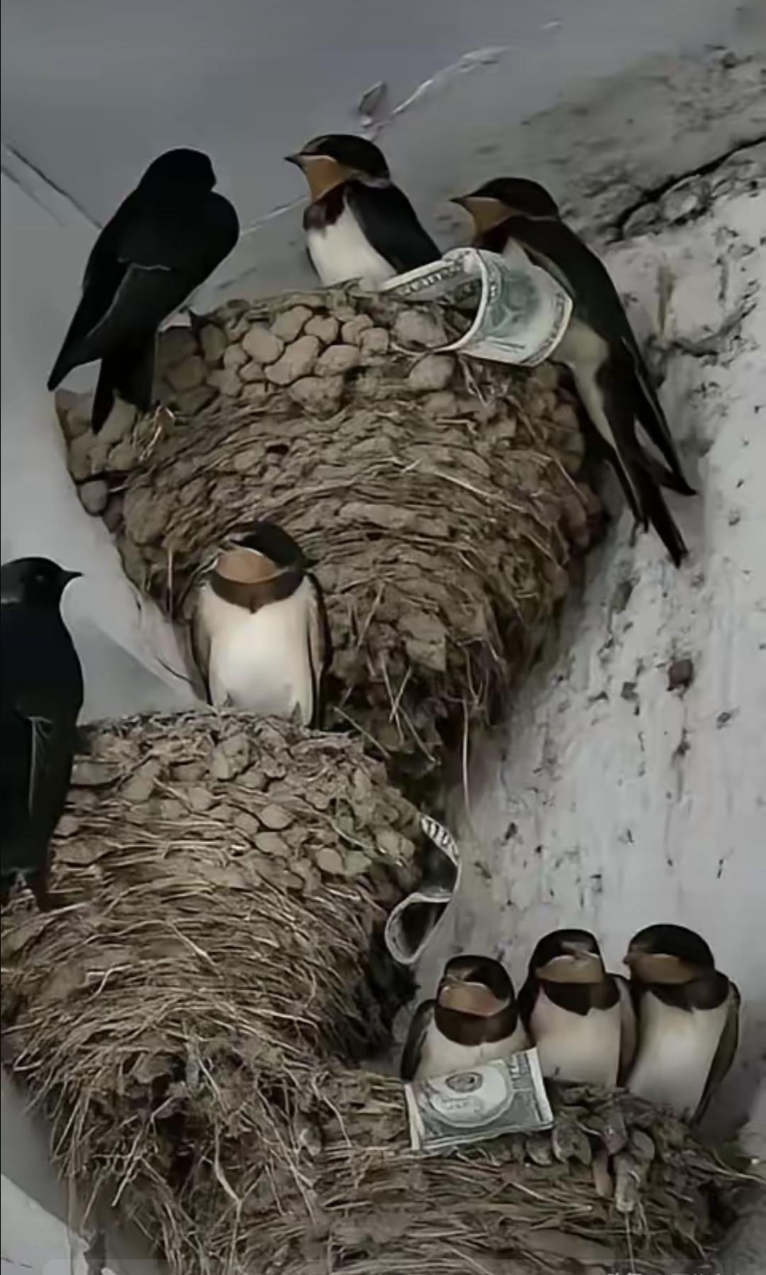 它不怕穷，怕的是水泥墙太滑、家里太吵、连个落脚的土都没得挖。
去年三月，我蹲在村