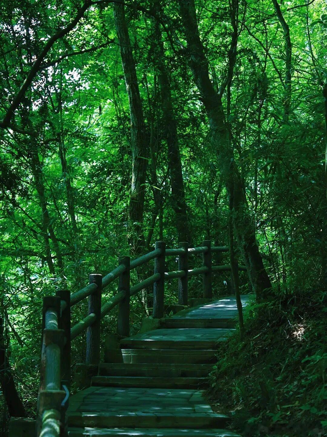 终于到了山里完胜城市的夏天。四川私藏的天然避暑天堂 —— 广元曾家山，年均 23