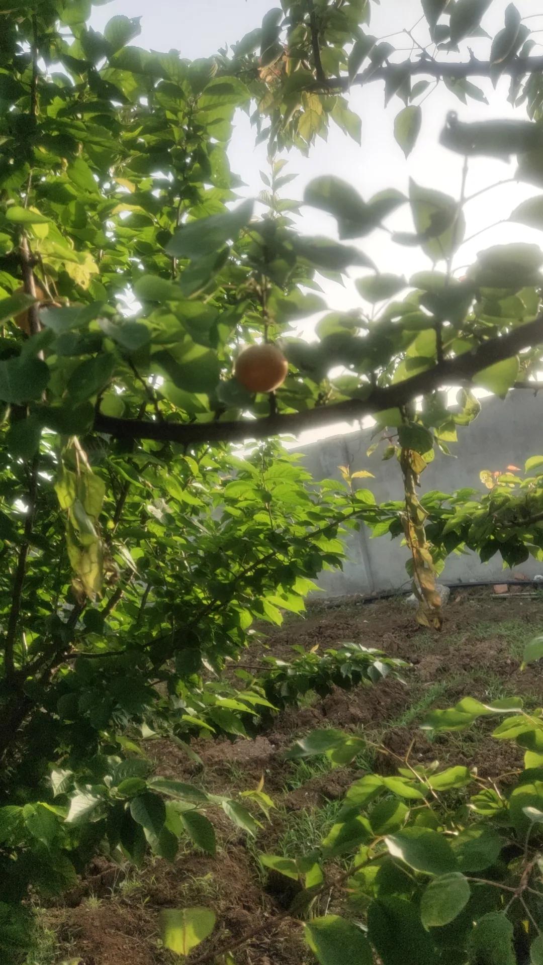 哈哈哈，原来胖真的都是有原因的


昨天下午我用一次性杯子带了一杯炒花生米，进办