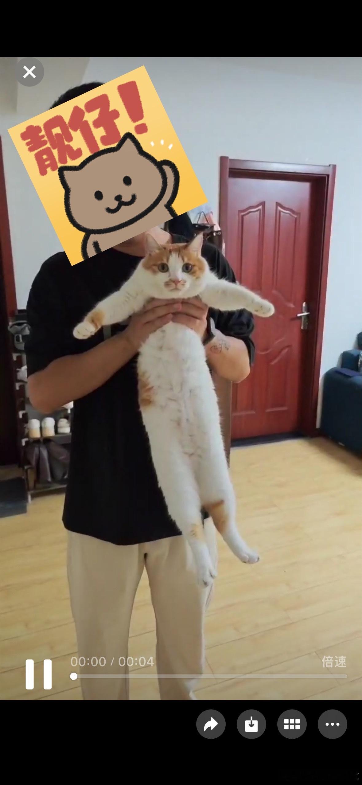 给我家猫找了个上门喂养看给我发过来的视频没把我笑死整得跟证件照一样[笑cry] 
