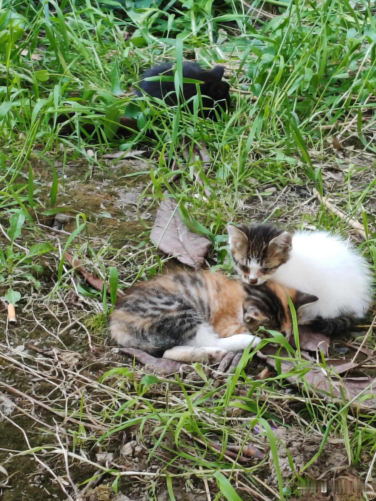 晒出你家的调皮小猫小区里的流浪小猫，满月了。