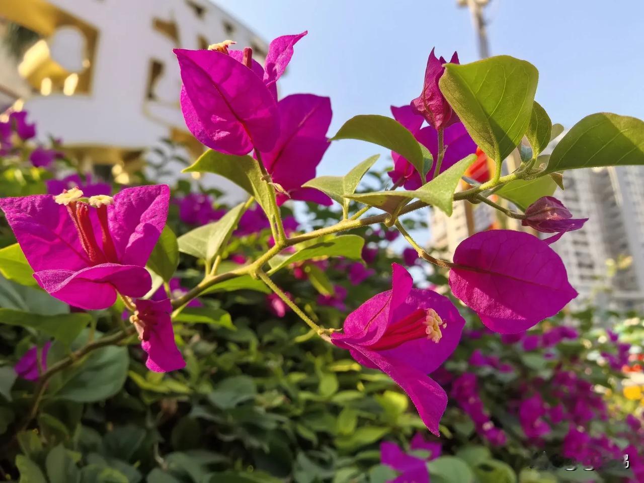 随手一拍的花朵有多美你刚好盛开，我刚好路过。街头随手拍，一组盛开的三角梅分享！