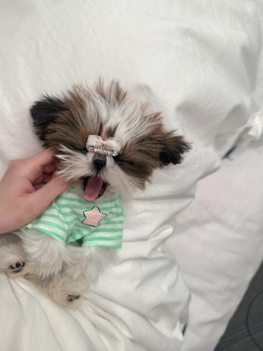替大家试过了 养狗的尽头真的是西施！