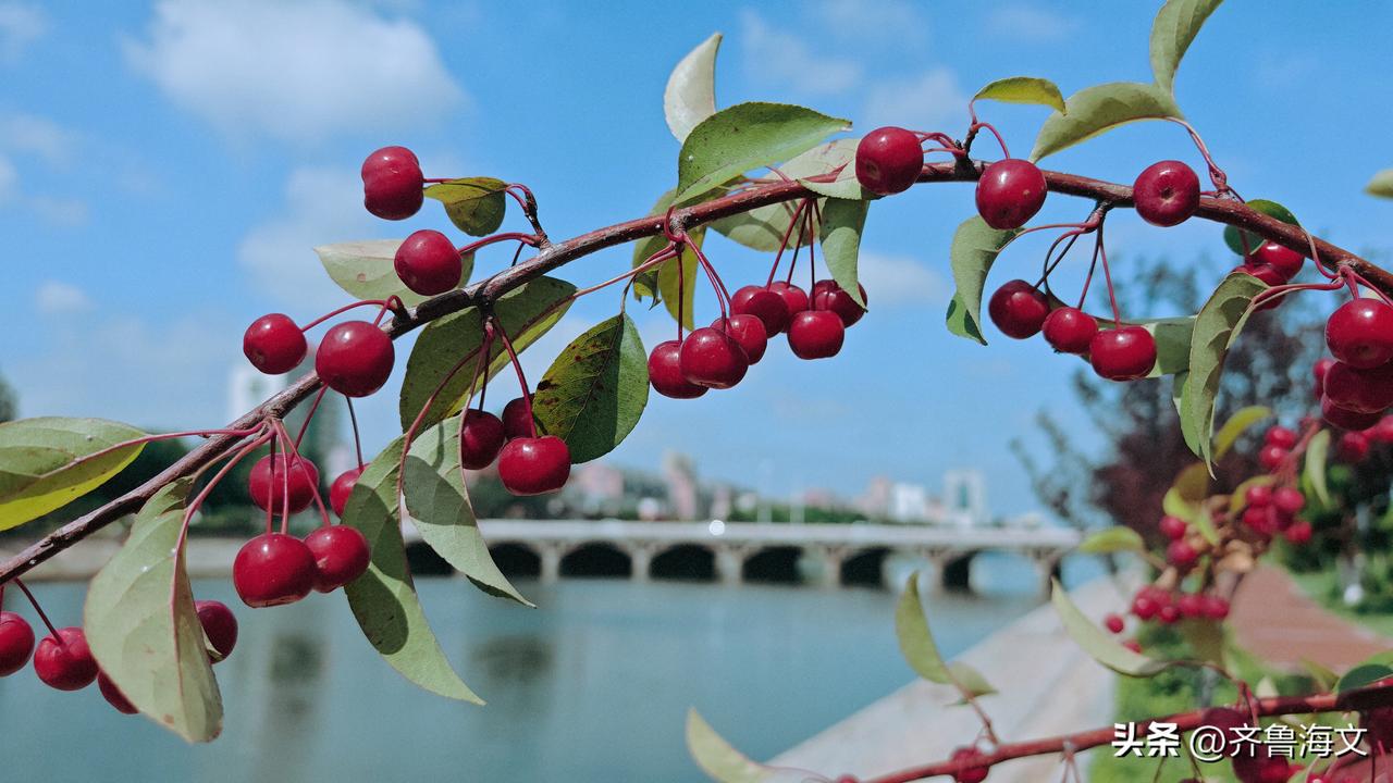 《咏湖北海棠果》
盛夏绿阴中，枝头火色红。
丹珠凝日影，点点耀晴空。