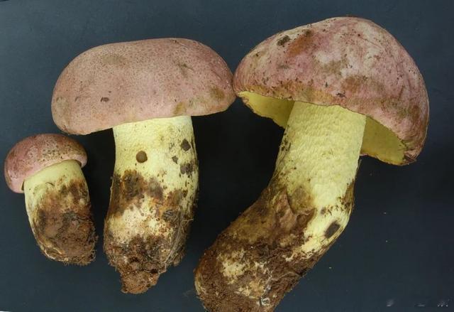 专家称通过颜色辨别野生菌不靠谱全网热点共创计划 户外野生菌采食小常识 一、野生菌