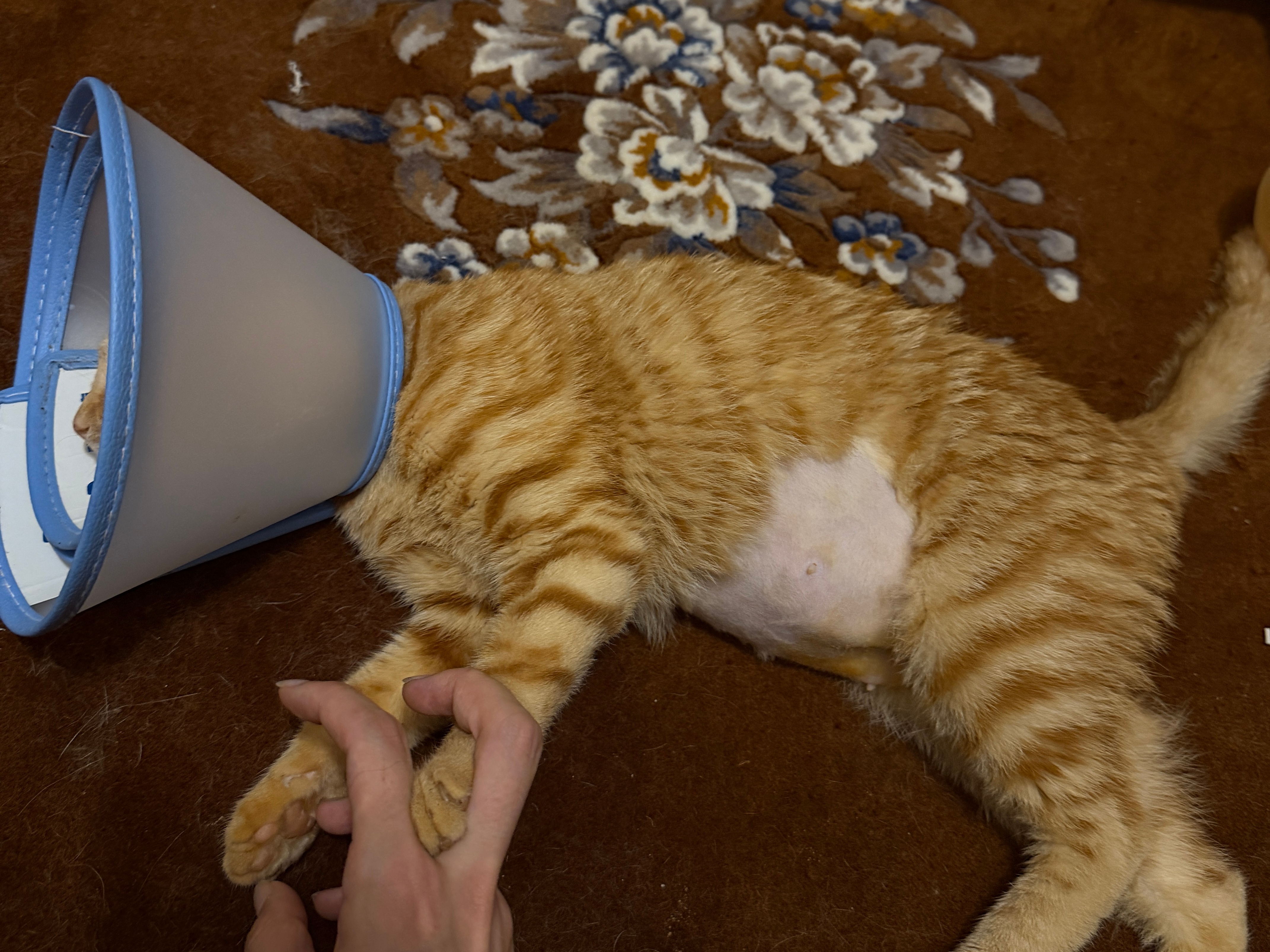 领小局回家了，可怜小猫，再也不吃苦了