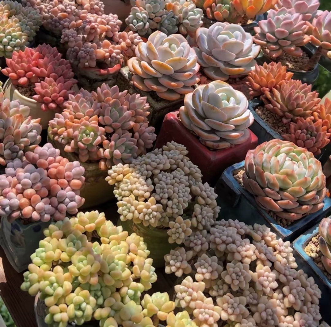 多肉植物1. 栽培方式：颗粒土为主（颗粒7:营养土3），透气粗陶盆，花盆偏小更易