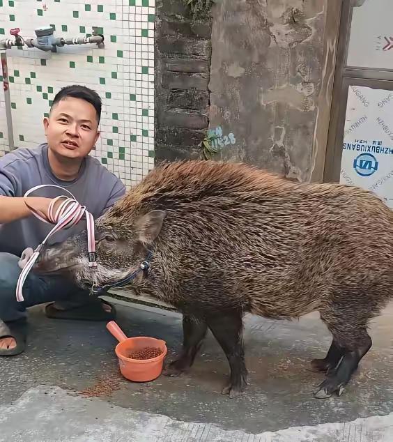 “解释不清了！”广东一男子在庭院干活，这时，一头野猪跑到院子里不走，男子见野猪瘦