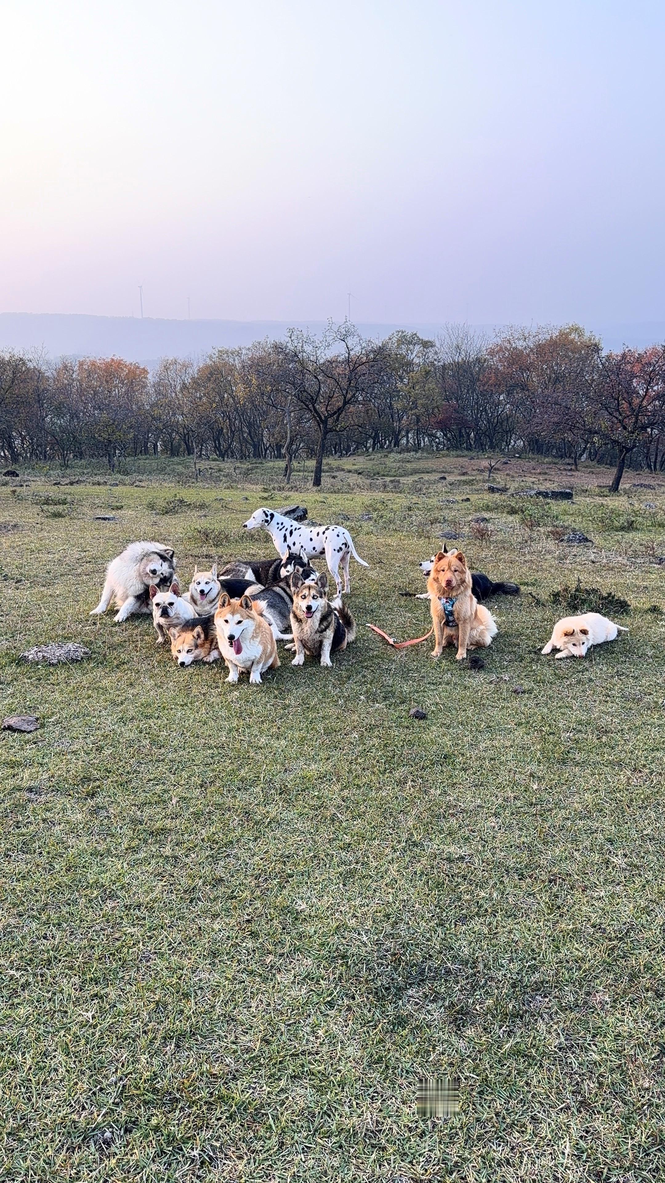 最新的狗狗全家福来啦！