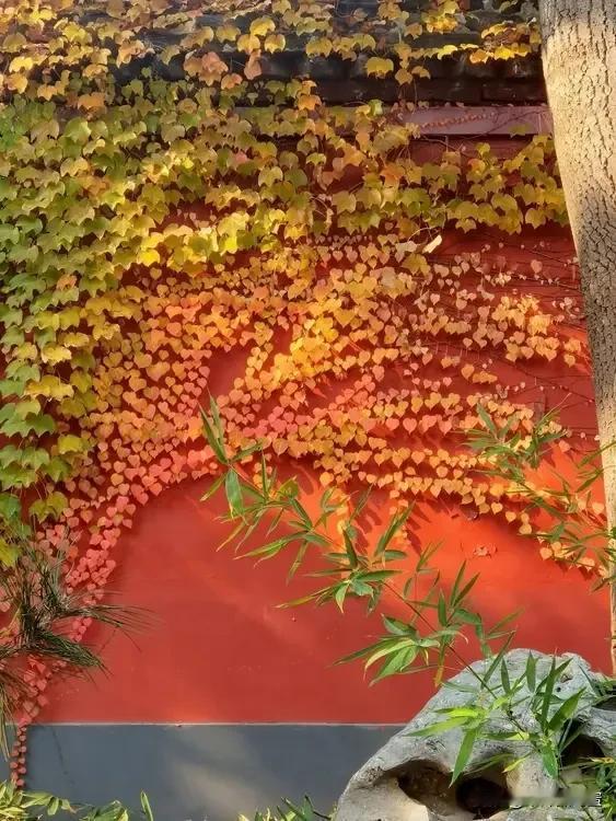 浓枝密叶布园墙
初冬地锦现红黄
小船行处欢声荡
白塔入波醉秋光
2024年11月