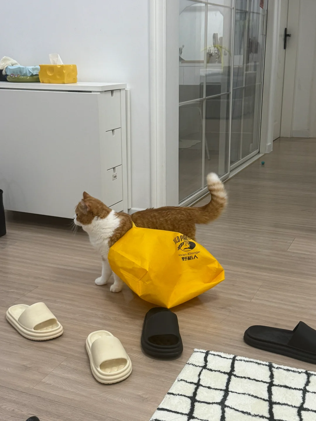 妈妈 你不给我鱼干 我要离家出走