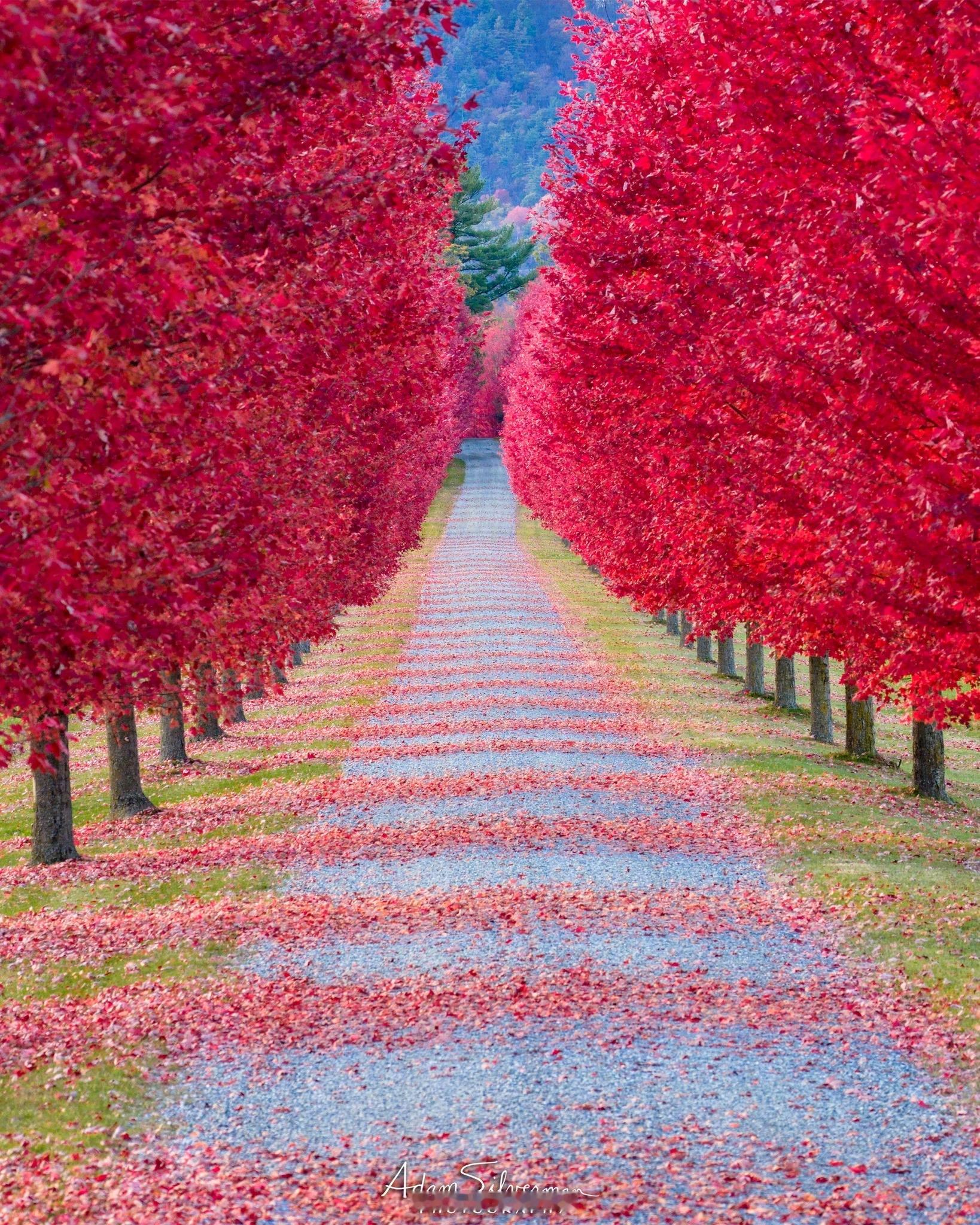 生长在美国东北部佛蒙特州费里斯堡尚普兰湖，令人惊叹、色彩鲜艳的美国红枫“秋火焰”