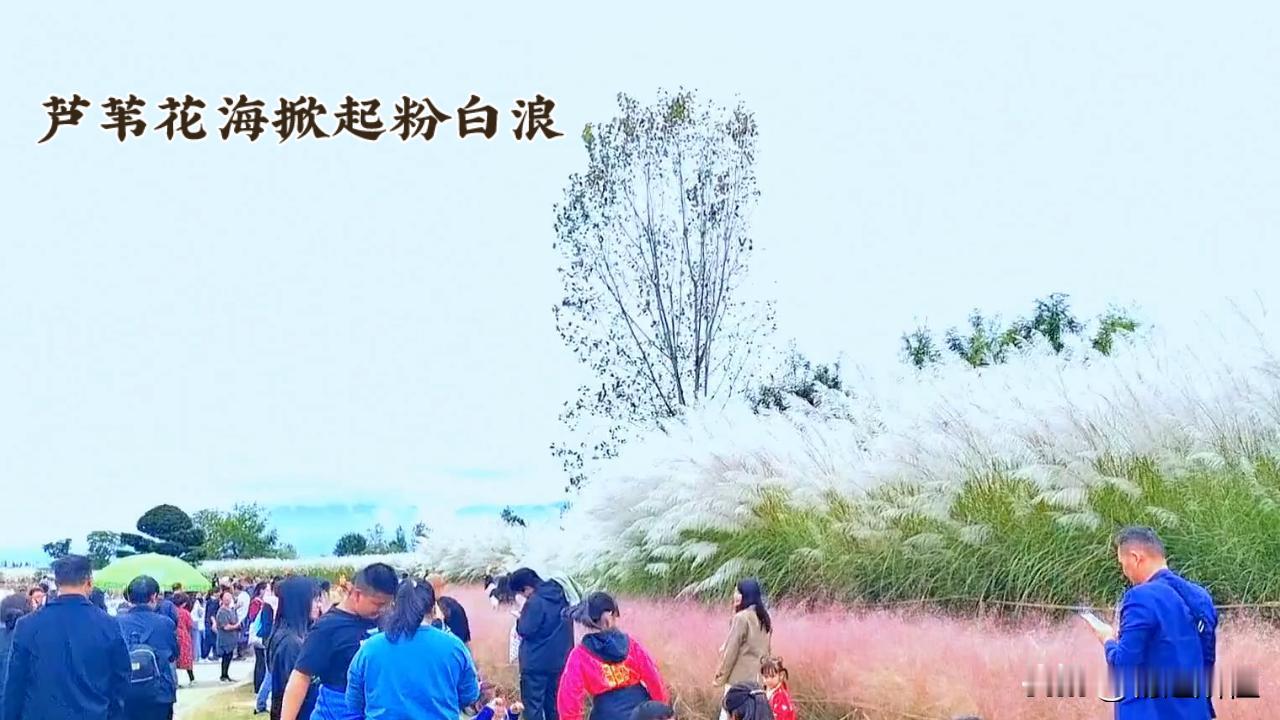 重庆华岩攀岩公园芦苇花海，国庆打卡绝绝子
 
国庆来重庆九龙坡华岩攀岩公园，邂逅