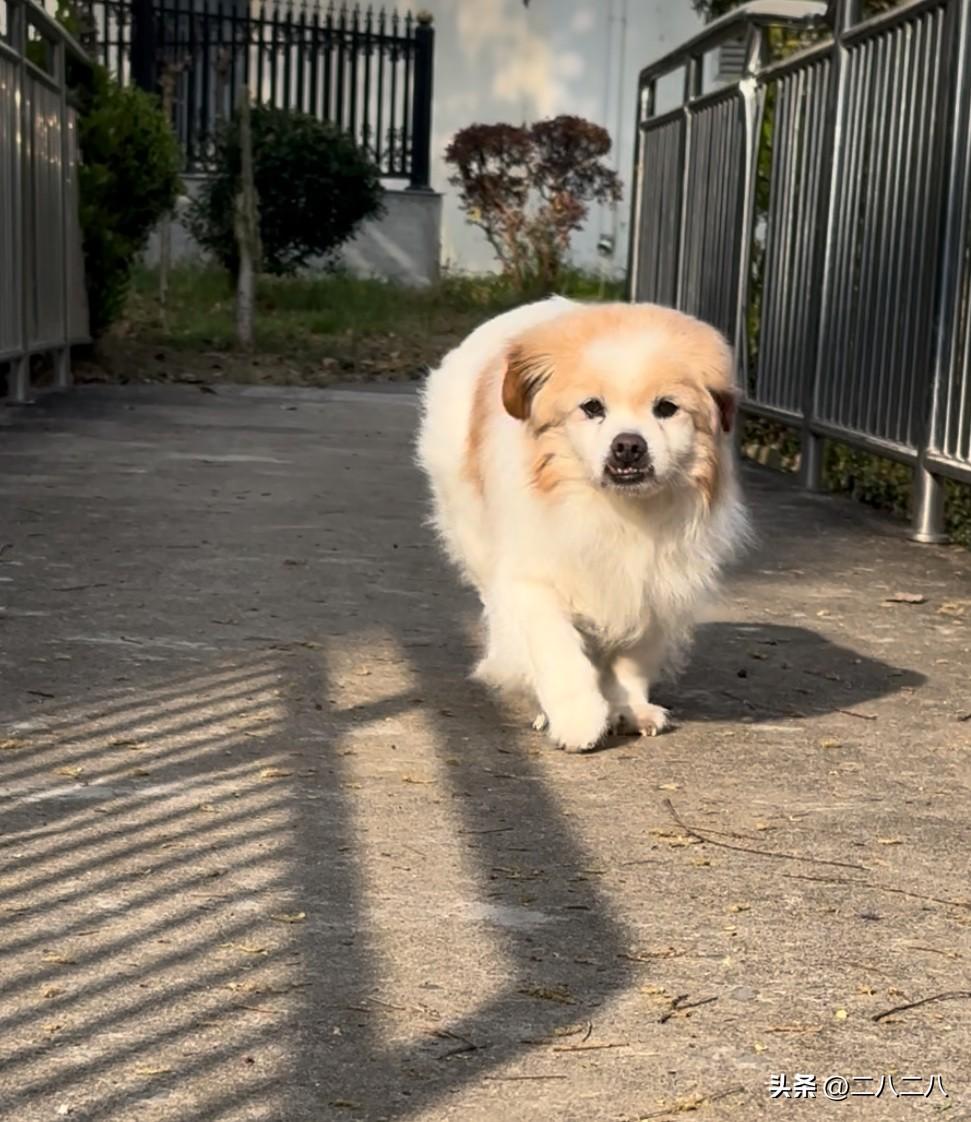 你家狗狗几岁啦我家狗狗还有4个月满18岁了，半年前做了一个大手术，断尾和肛周瘤切